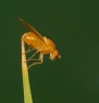 Sapromyza sp.
