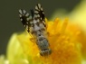 Actinoptera discoidea
