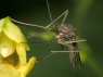 Aedes rossicus