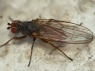 Heleomyza sp.