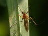 Aedes cinereus/geminus
