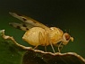 Meiosimyza decempunctata